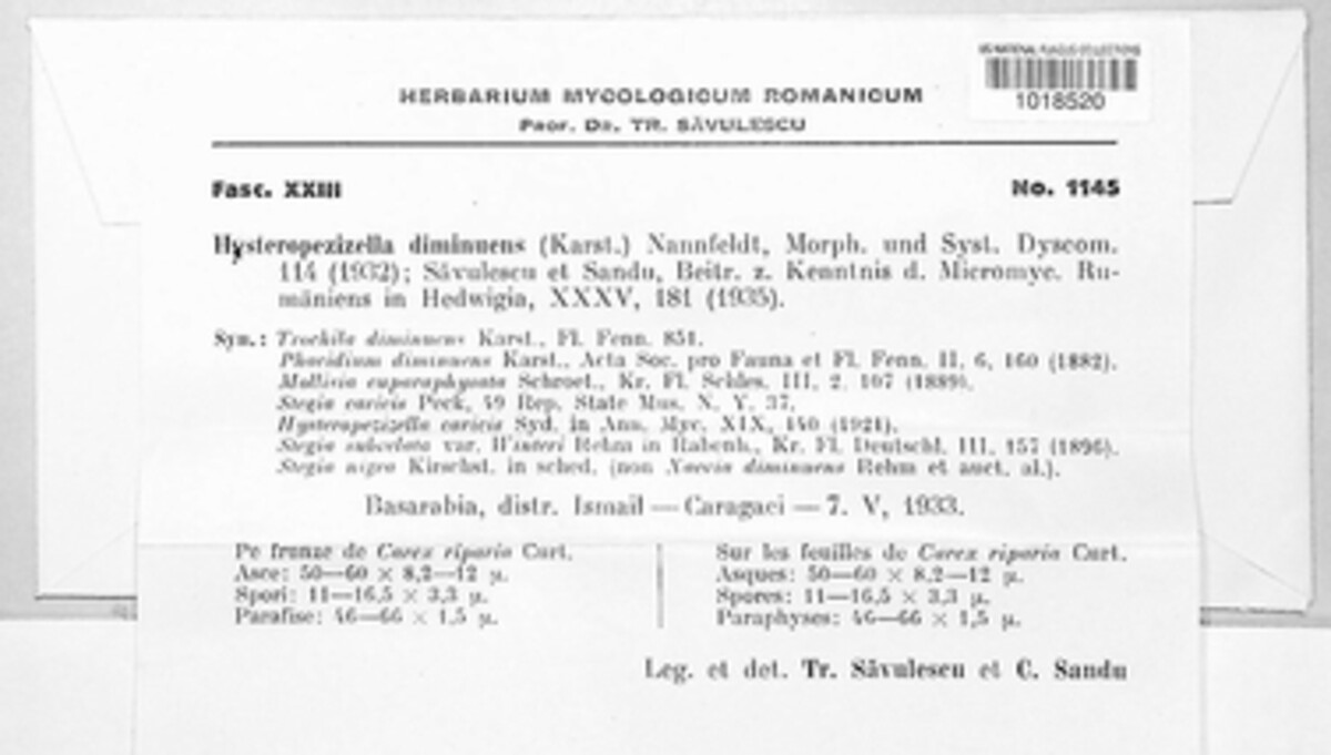 Hysteropezizella diminuens image